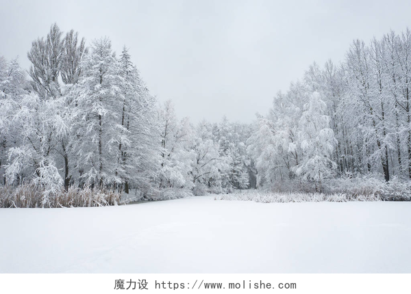 寒冷的季节白雪飘飘鸟的冬季美丽的风景与树木覆盖着白霜和雪。冬天的风景从上面。用无人机拍摄的风景照片.